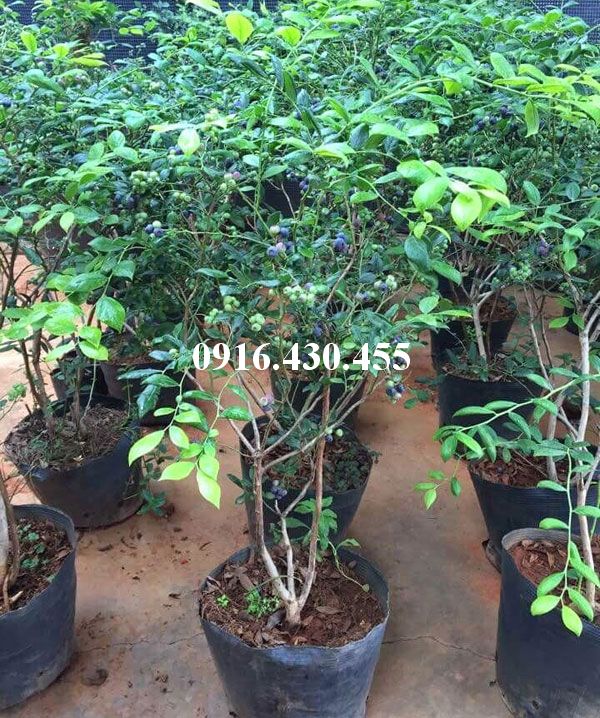 Cây giống việt quất
